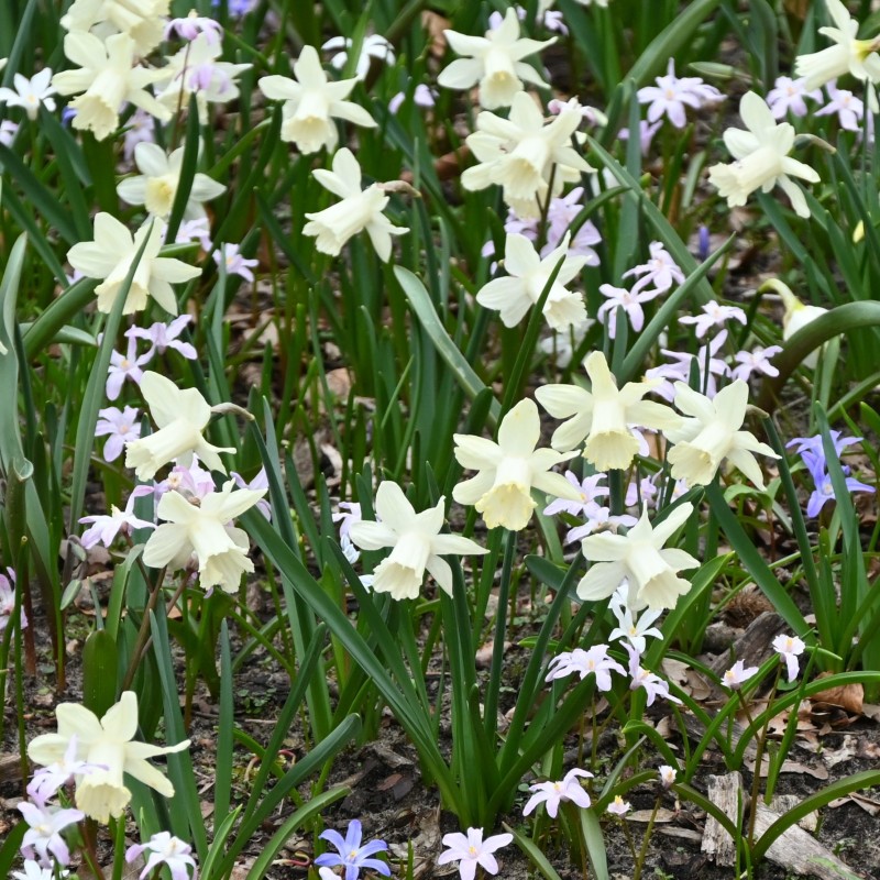 Narcissus 'Elka'