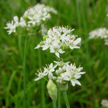 Allium tuberosum