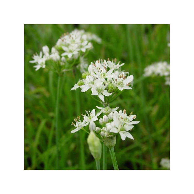 Allium tuberosum