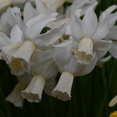 Narcissus 'Emcys'