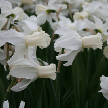 Narcissus 'Emcys'