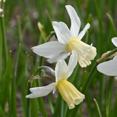 Narcissus 'Emcys'