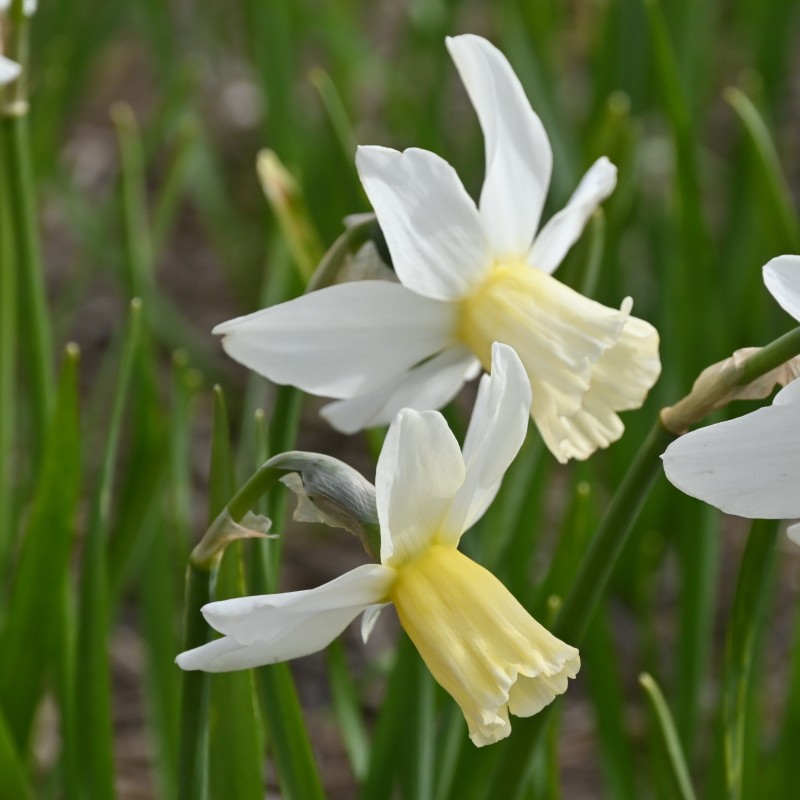 Narcissus 'Emcys'