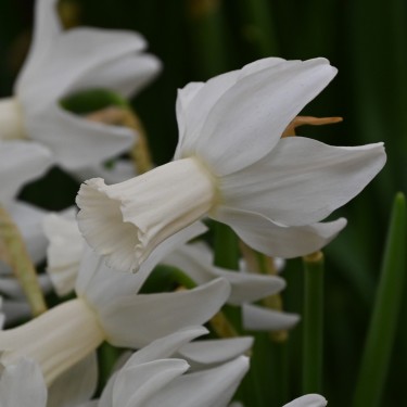Narcissus 'Emcys'