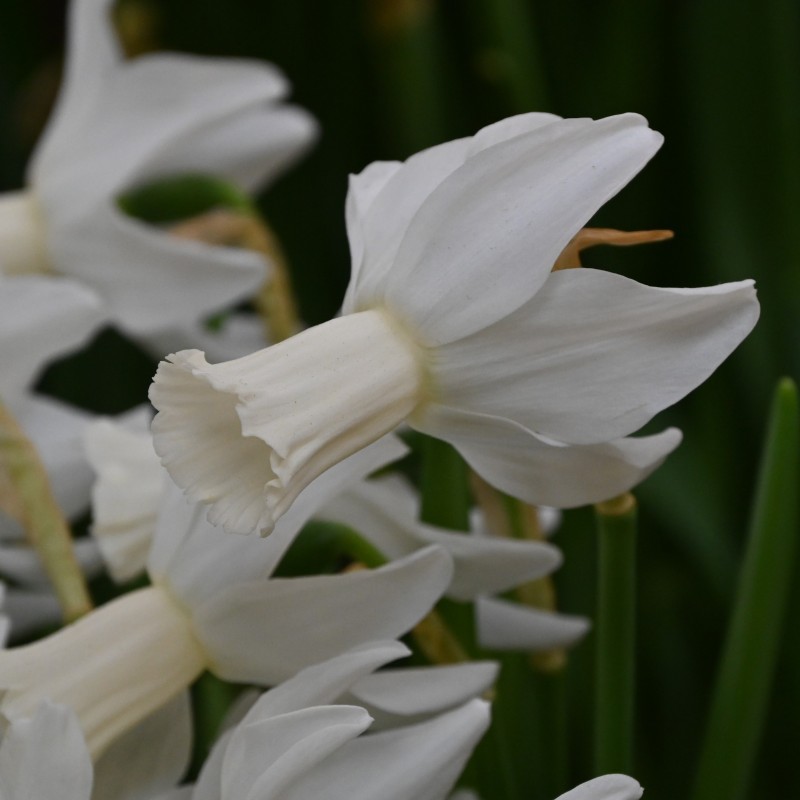 Narcissus 'Emcys'