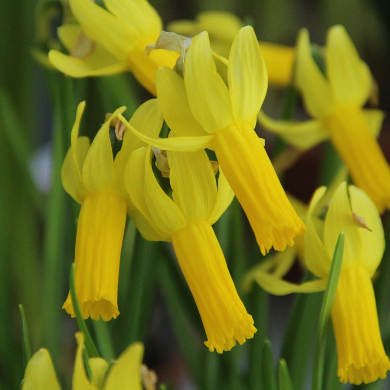 Narcissus 'Englander'