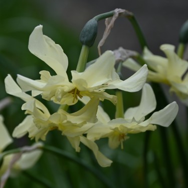Narcissus 'Exotic Mystery'