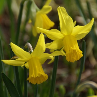 Narcissus 'February Gold'