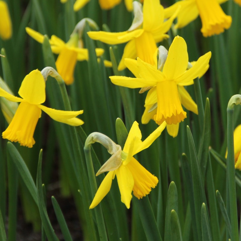 Narcissus 'February Gold'