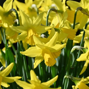 Narcissus 'February Gold'