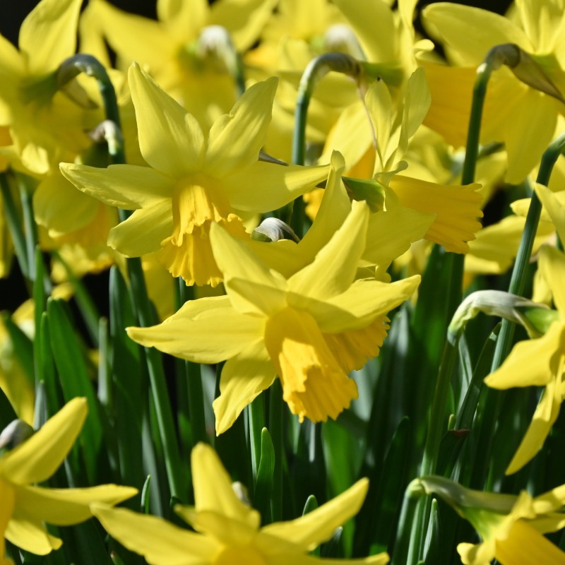 Narcissus 'February Gold'