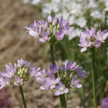 Allium unifolium