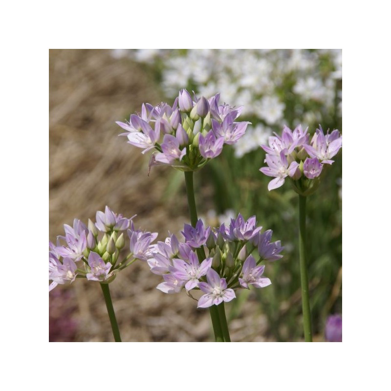 Allium unifolium