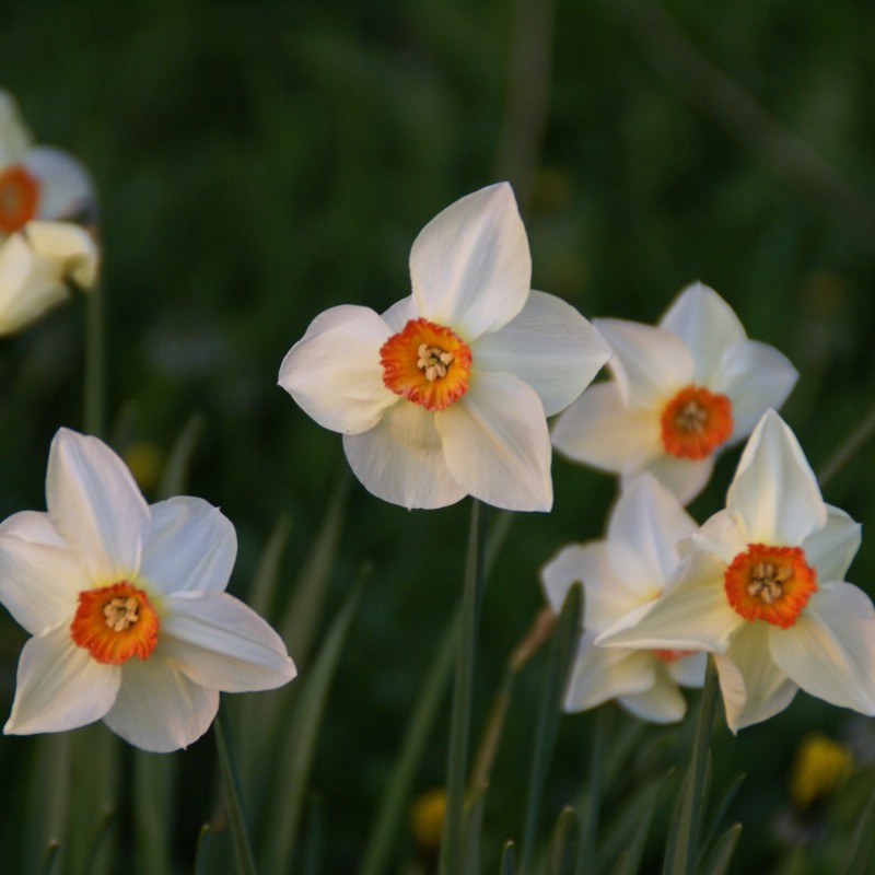 Narcissus 'Firetail'