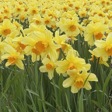Narcissus 'Fortissimo'