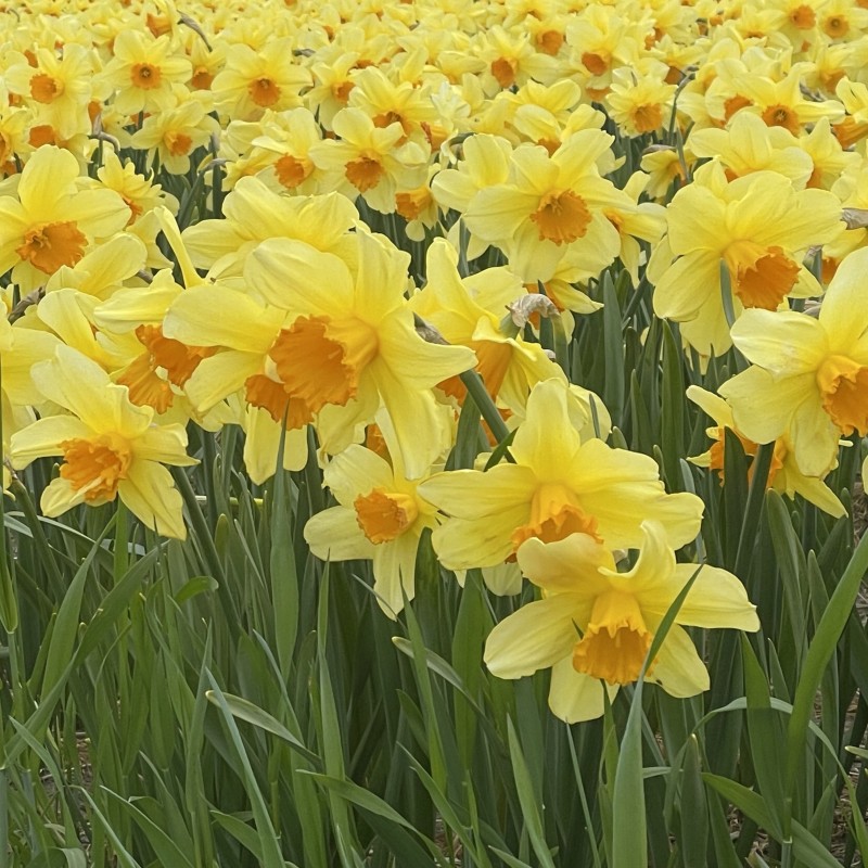 Narcissus 'Fortissimo'