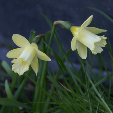 Narcissus 'Gipsy Queen'