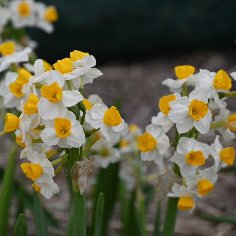 Narcissus 'Glorious' Narcissus 'Glorious'