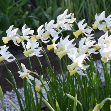 Narcissus 'Jenny'