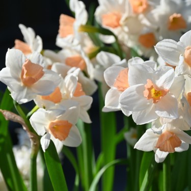Narcissus 'Kapiti Peach'