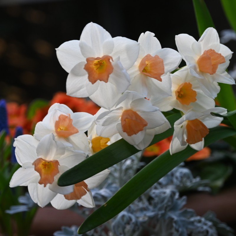 Narcissus 'Kapiti Peach'