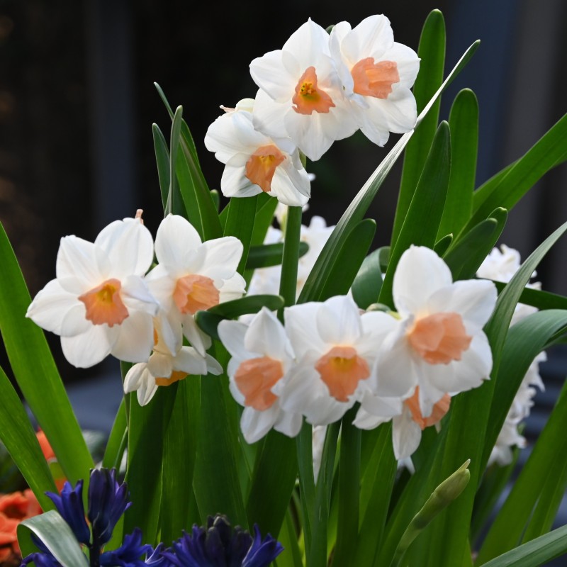 Narcissus 'Kapiti Peach'