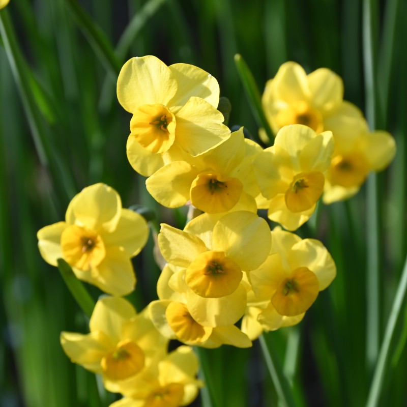 Narcissus 'Kokopellii'