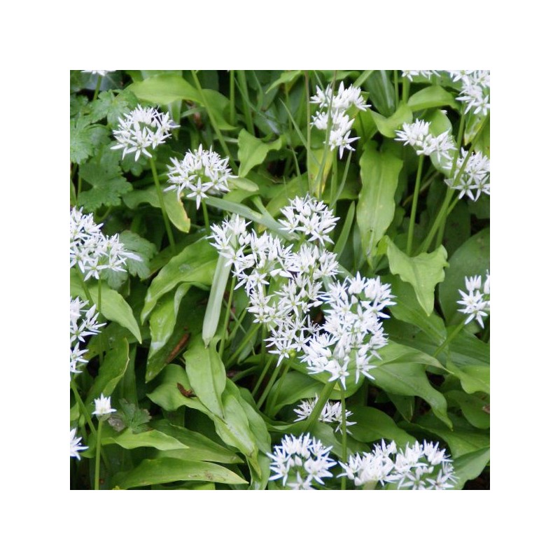 Allium ursinum subsp. ursinum