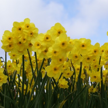 Narcissus 'Kokopellii'