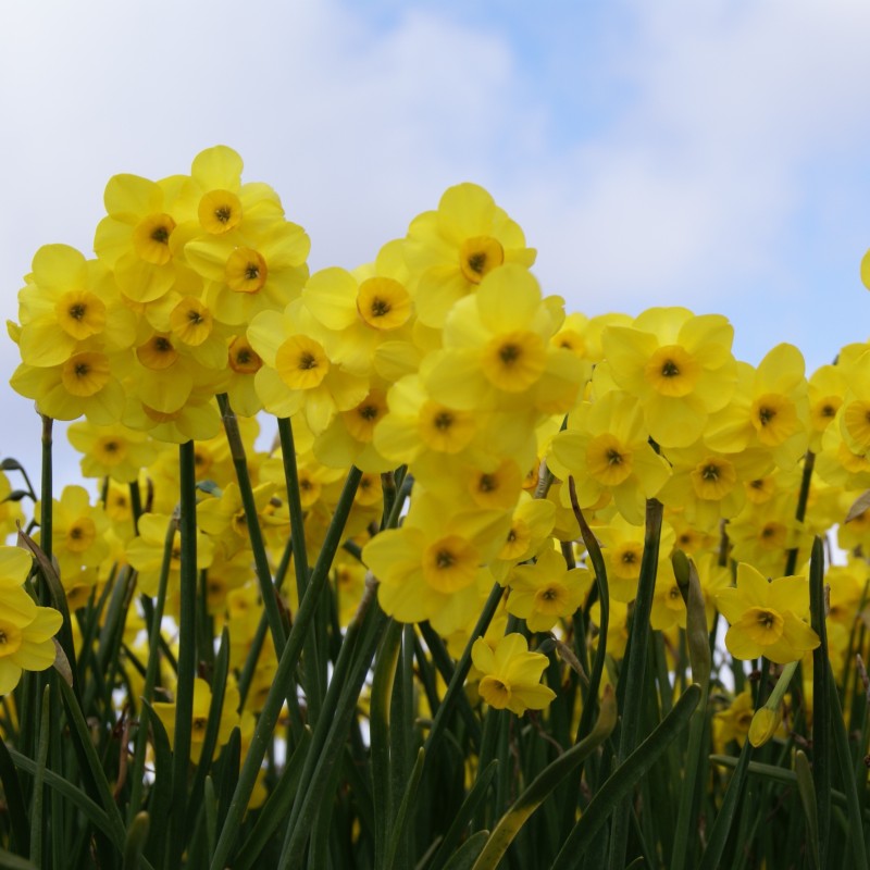 Narcissus 'Kokopellii'