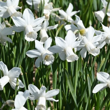 Narcissus 'Lady Madonna'