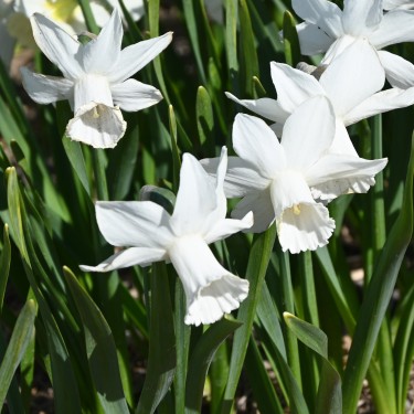 Narcissus 'Lady Madonna'