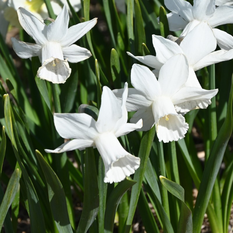 Narcissus 'Lady Madonna'
