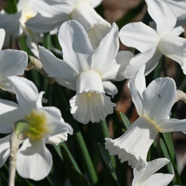 Narcissus 'Lady Madonna'