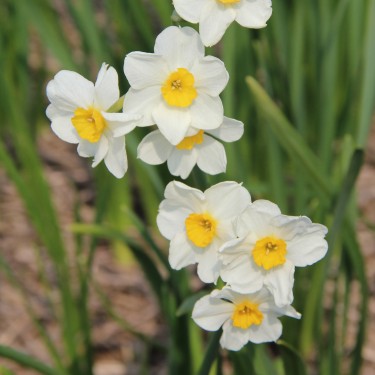 Narcissus 'Laurens Koster'