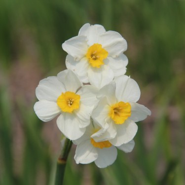 Narcissus 'Laurens Koster'