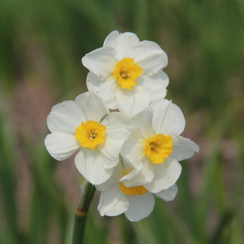Narcissus 'Laurens Koster'