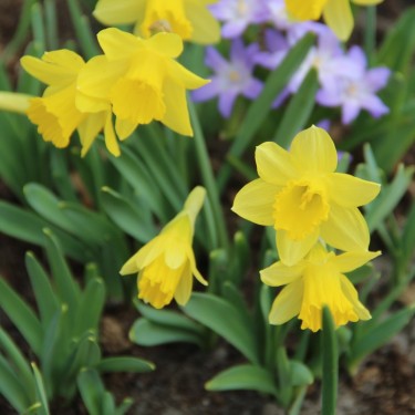 Narcissus 'Little Gem'