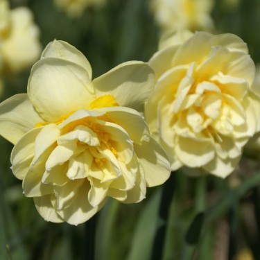 Narcissus 'Manly'
