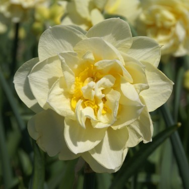 Narcissus 'Manly'