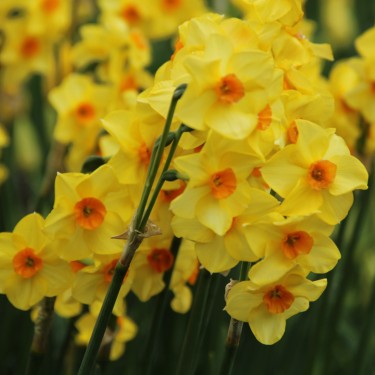 Narcissus 'Martinette'