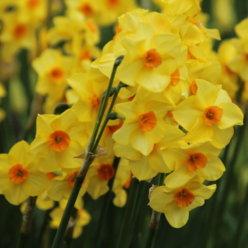 Narcissus 'Martinette'
