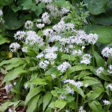 Allium ursinum subsp. ursinum