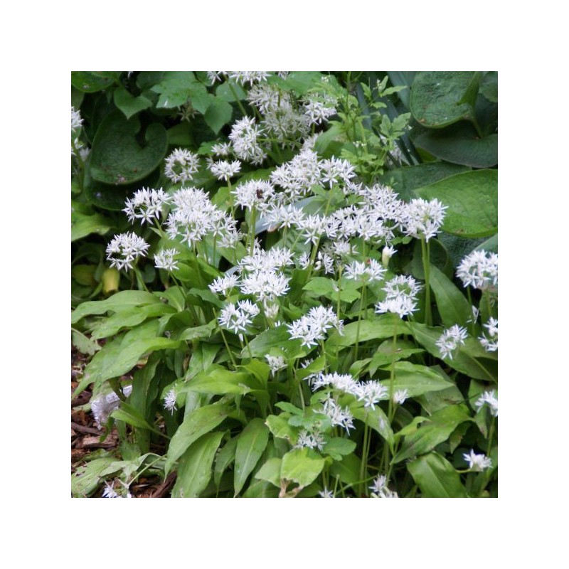 Allium ursinum subsp. ursinum