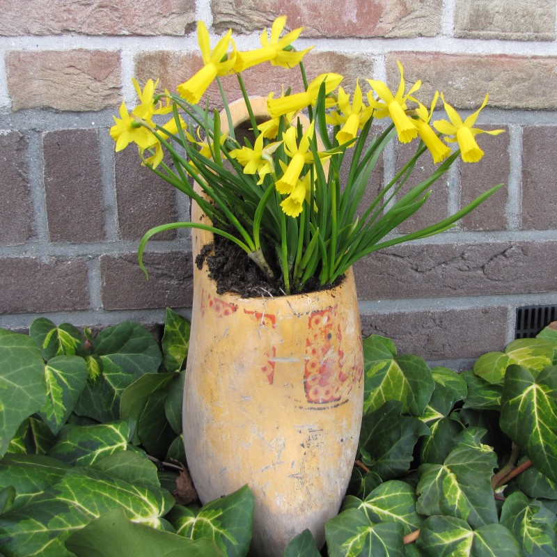 Narcissus 'Mite' 