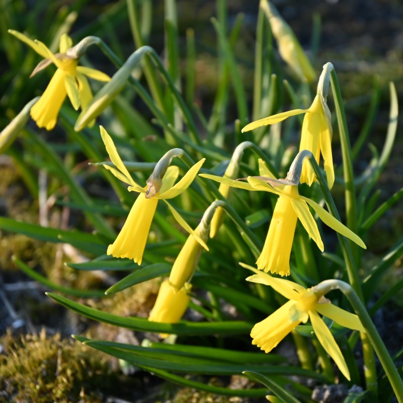 Narcissus 'Mite' 