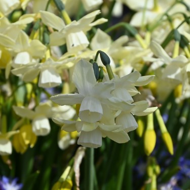 Narcissus 'Moonlight Sensation'