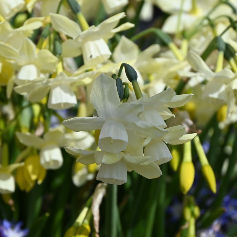 Narcissus 'Moonlight Sensation'