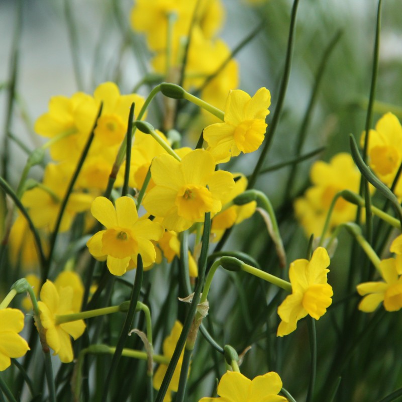 Narcissus 'More and More'