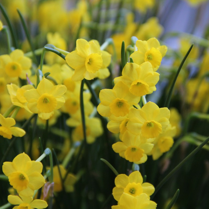 Narcissus 'More and More'